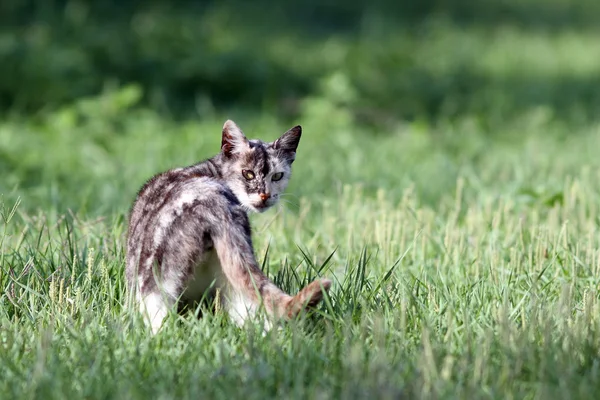 Gatito curioso en el campo — Foto de Stock