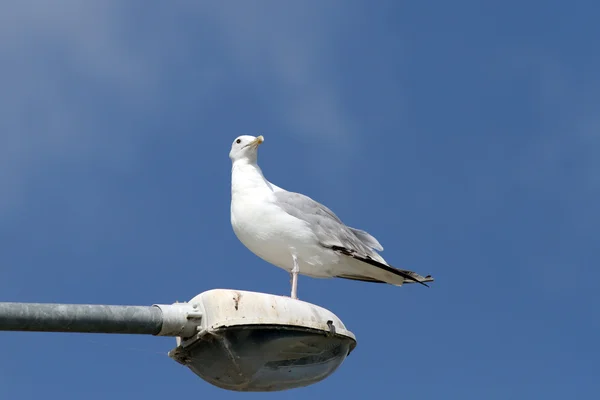 Чайка над голубым небом — стоковое фото