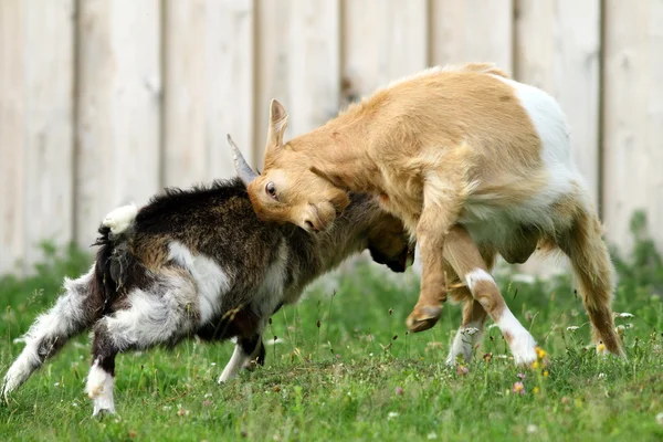 Animales de granja luchando — Foto de Stock