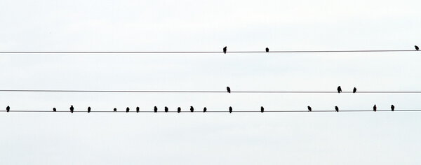flock of starlings