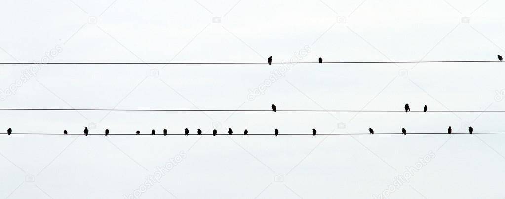 flock of starlings