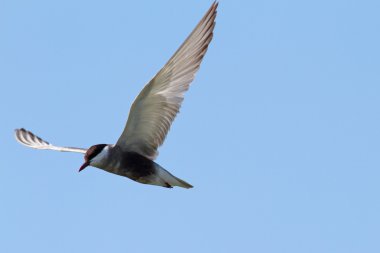 Sterna hirundo uçuş