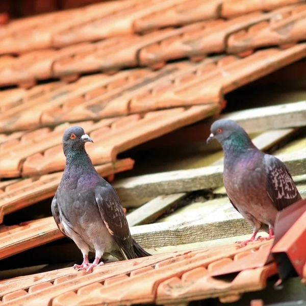 Par de pombos no telhado danificado — Fotografia de Stock