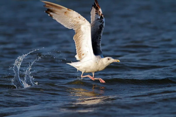 Bel gabbiano che prende il suo volo — Foto Stock