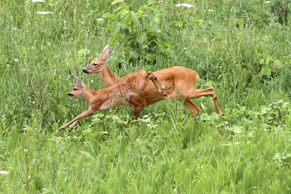 Roe deer doe and calf jumping — Stock Photo, Image