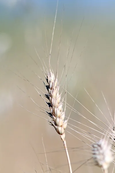 Planta de trigo no campo — Fotografia de Stock