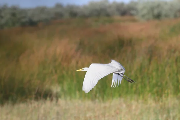 Witte reiger tijdens de vlucht — Stockfoto