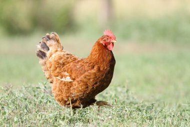 renkli hen çimenlerin üzerinde yürüyüş