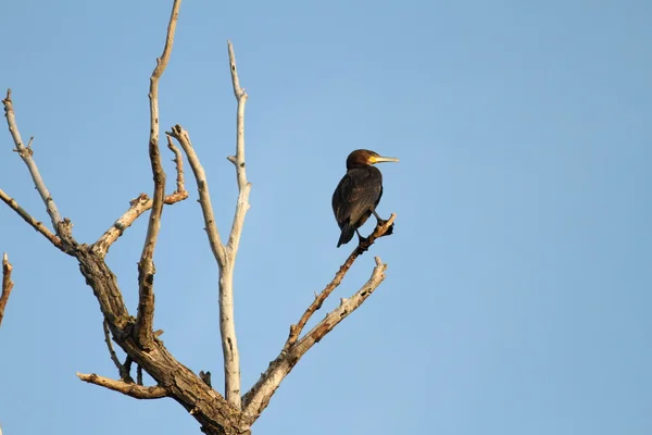 Grand cormoran sur arbre mort — Photo