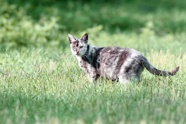 Gato moteado en la hierba verde —  Fotos de Stock