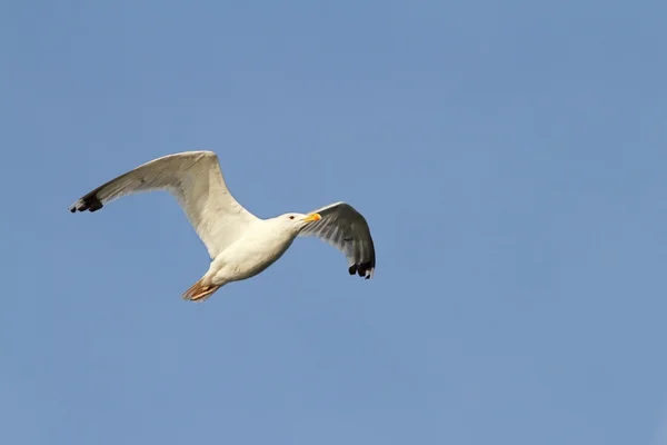 Blanco gaviota vuelo cielo fondo — Foto de Stock