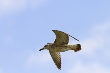 Juvenil larus argentatus