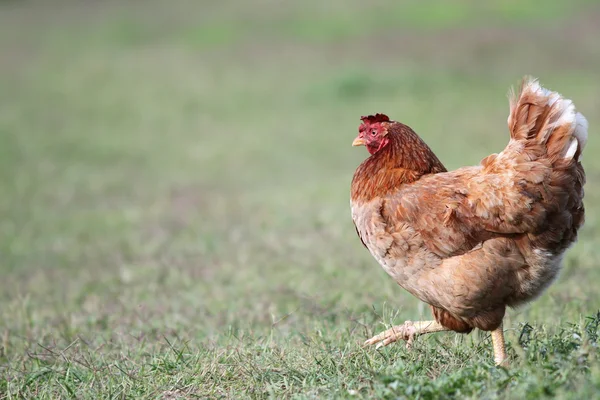 Красочная курица гуляет по фермерскому двору — стоковое фото