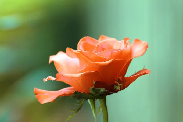 Детали красной розы на зеленом фоне — стоковое фото