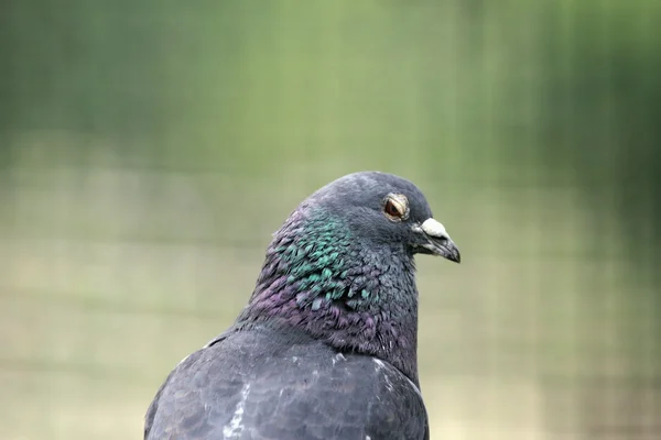 Timide portrait de pigeon — Photo