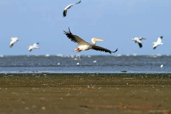Белые пеликаны, летящие над морем — стоковое фото