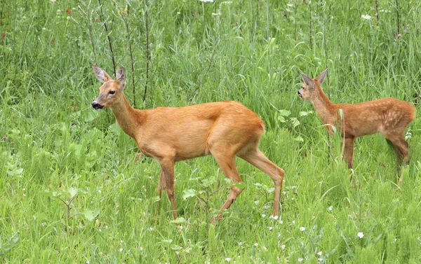 Hirschfamilie - Reh und Kalb — Stockfoto