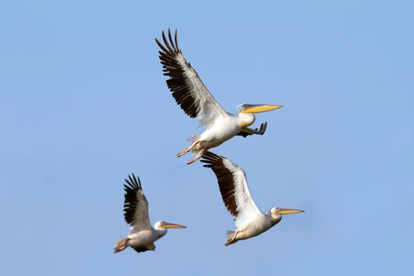 Stado pelikanów pływające — Zdjęcie stockowe