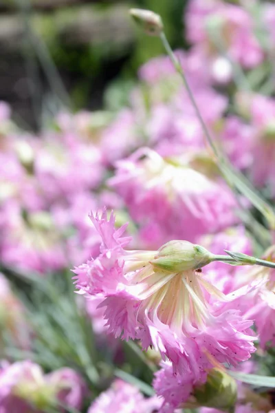 Purple flowers damaged after the storm — Stock Photo, Image