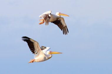 uçan iki güzel pelecanus onocrotalus