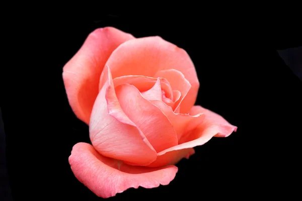 Beautiful rose over dark background — Stock Photo, Image