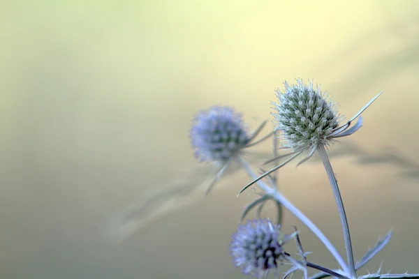 Blue sea holly — Stock Photo, Image