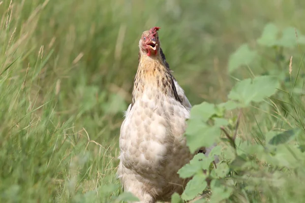 Beige hen coming towards camera — Stock Photo, Image