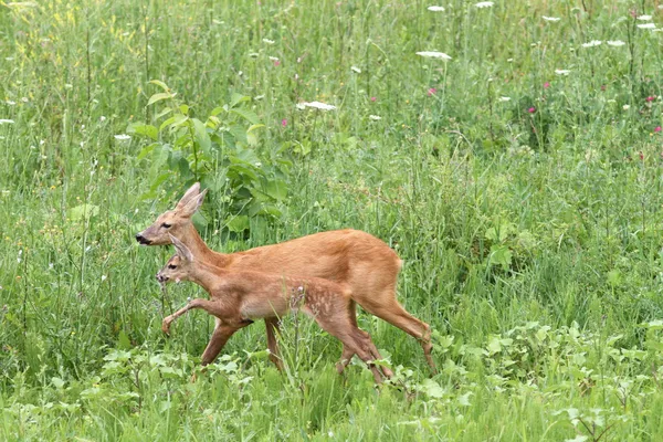 Rådjur familj promenader bland gräset — Stockfoto