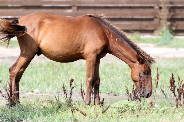 Cheval pâtureur — Photo