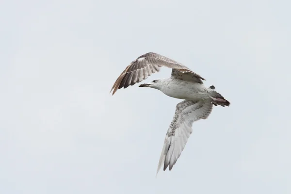 Неповнолітніх larus сріблястий — стокове фото