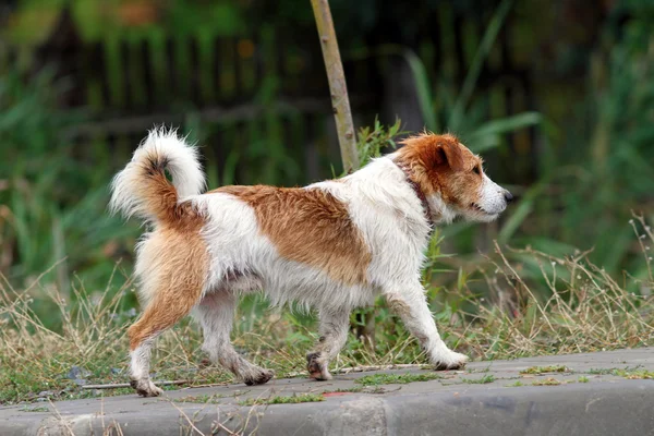 Pequeno cão caminhando — Fotografia de Stock