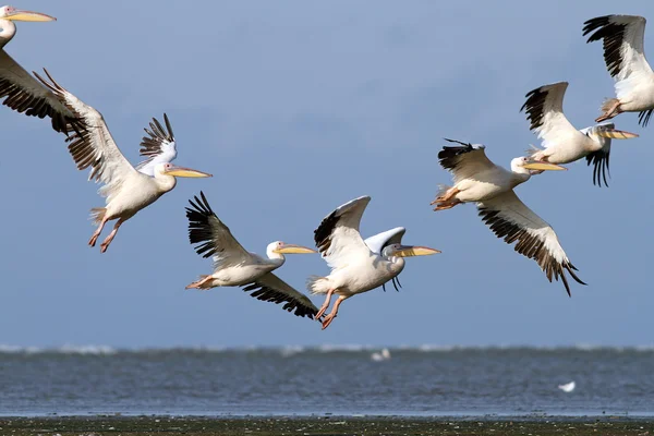 Pelicanos em belas formações — Fotografia de Stock