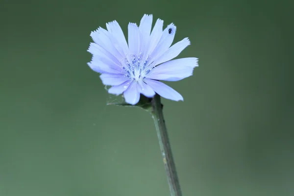 Wild common chicory — Stock Photo, Image