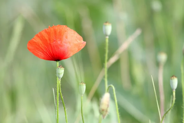 Dziki lato czerwony kwiat — Zdjęcie stockowe