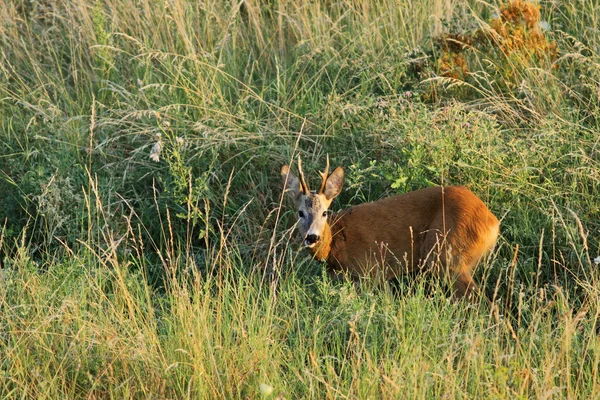 Μικρά άγρια roebuck — Φωτογραφία Αρχείου