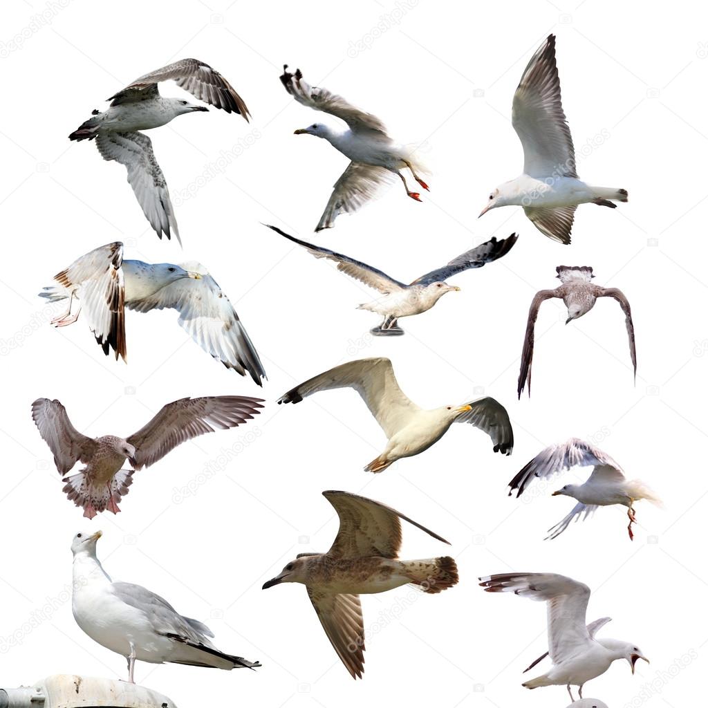 collection of isolated gulls