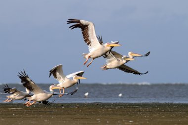 kalktıktan pelecanus onocrotalus sürüsü