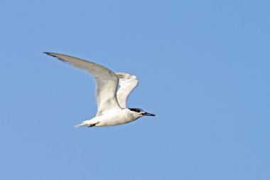 Juvenil sumru, sterna hirundo