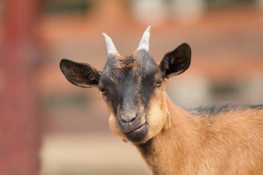 young goat portrait clipart
