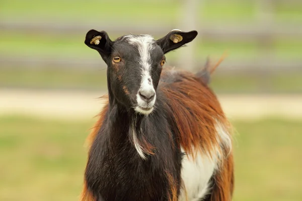 Colorful goat — Stock Photo, Image