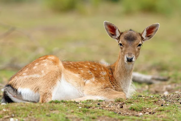 Fallow deer calf relaxing — Stock Photo, Image