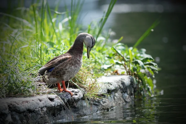 Canard colvert femelle sur la rive du lac — Photo