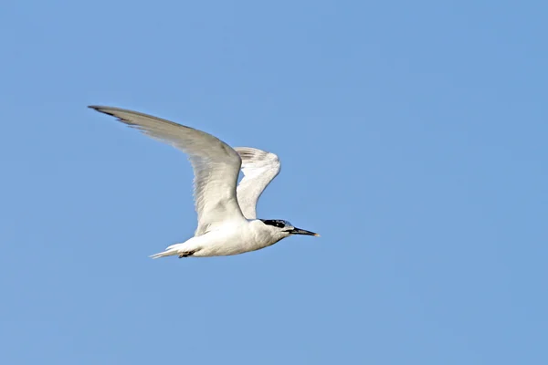 Charrán común juvenil, sterna hirundo —  Fotos de Stock