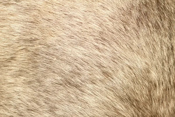 Fur texture of a short hair pony — Stock Photo, Image