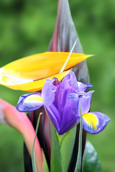 Iris púrpura en un ramo — Foto de Stock