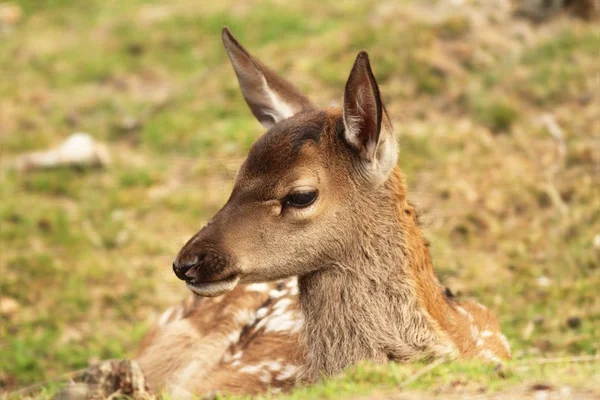 Bezerro de veado vermelho, Cervus elaphus — Fotografia de Stock