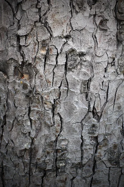 Naturliga struktur av bark — Stockfoto