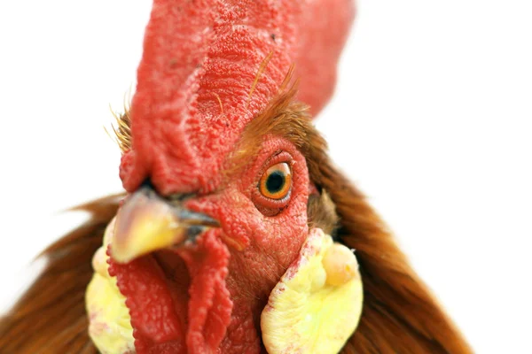 Retrato de gallo con detalle en el ojo — Foto de Stock