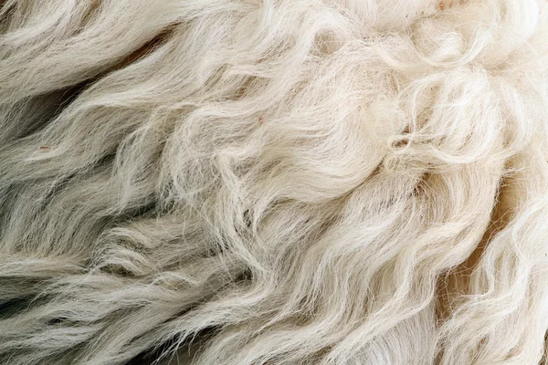 Sheep white fur — Stock Photo, Image