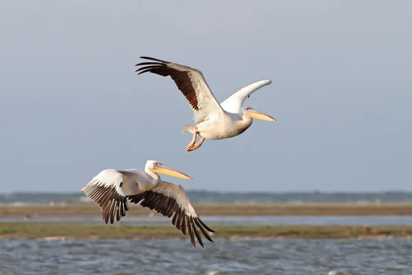 Two pelicans flying over the sea — Stock Photo, Image